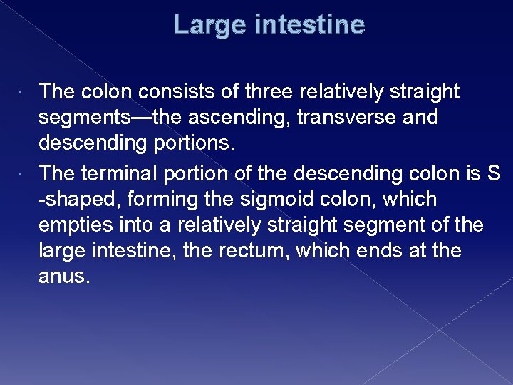 Large intestine The colon consists of three relatively straight segments—the ascending, transverse and descending