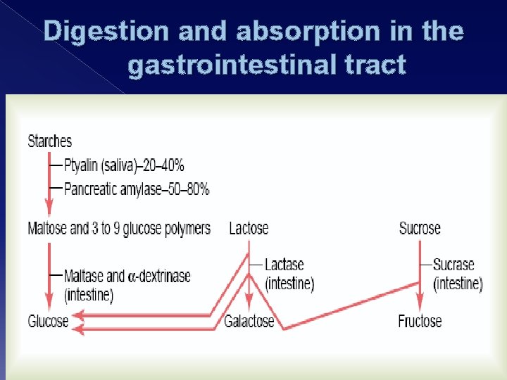 Digestion and absorption in the gastrointestinal tract 