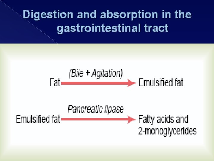 Digestion and absorption in the gastrointestinal tract 