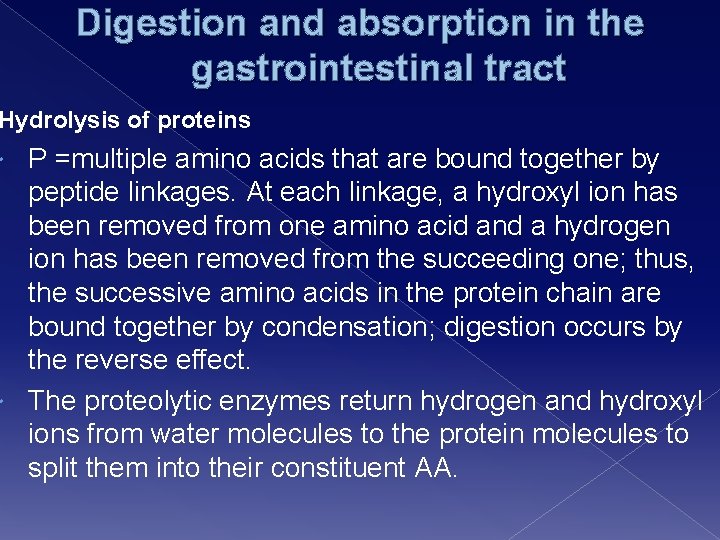 Digestion and absorption in the gastrointestinal tract Hydrolysis of proteins P =multiple amino acids