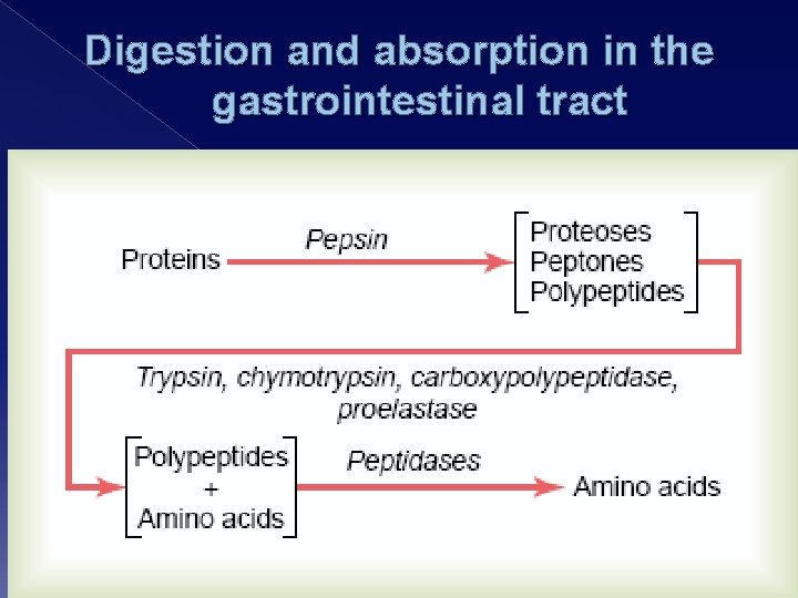 Digestion and absorption in the gastrointestinal tract 