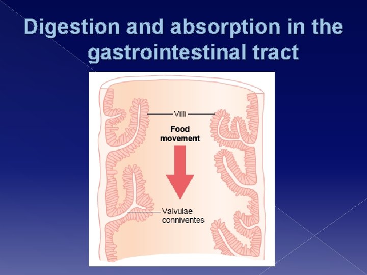 Digestion and absorption in the gastrointestinal tract 