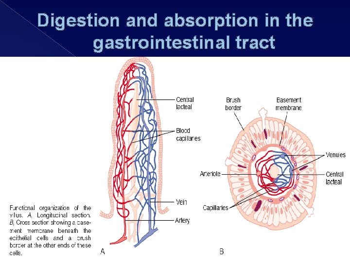 Digestion and absorption in the gastrointestinal tract 