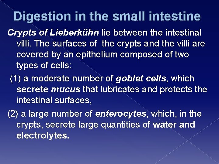 Digestion in the small intestine Crypts of Lieberkühn lie between the intestinal villi. The
