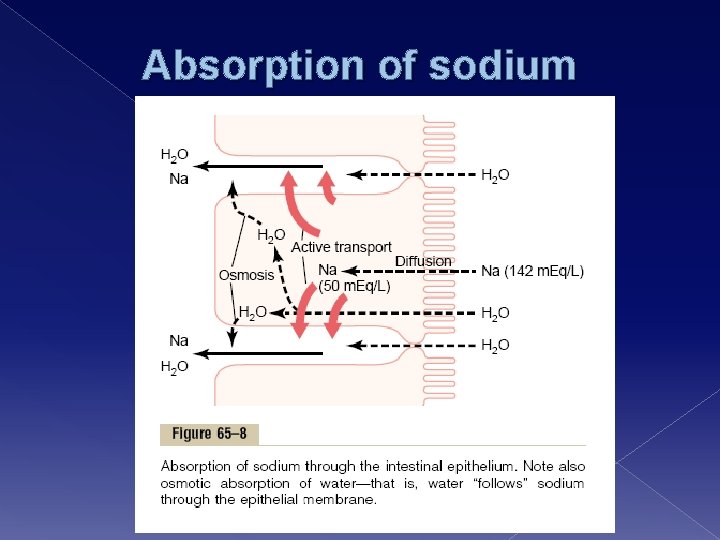 Absorption of sodium 