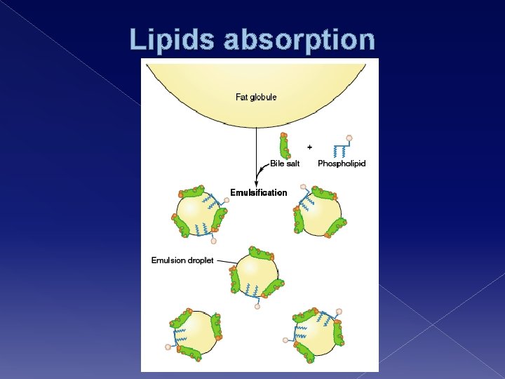 Lipids absorption 