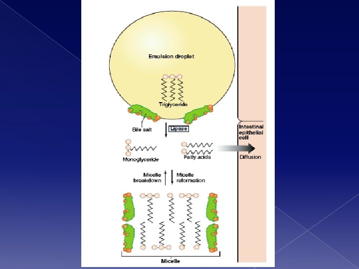 Lipids absorption 