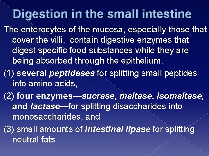 Digestion in the small intestine The enterocytes of the mucosa, especially those that cover