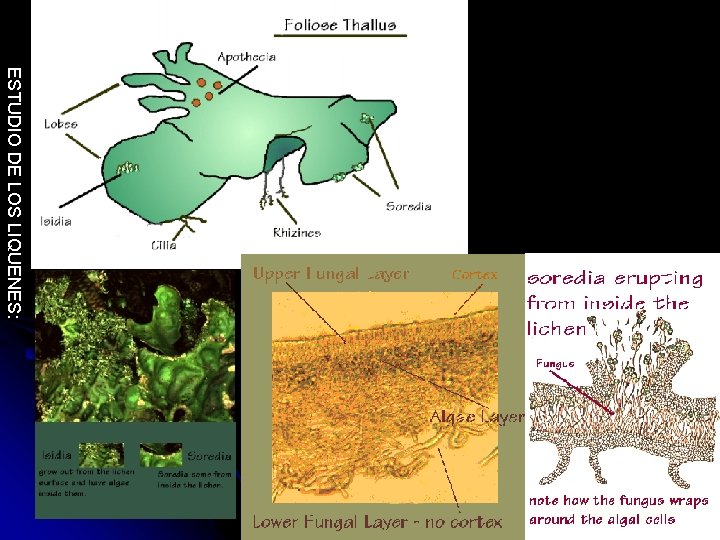 ESTUDIO DE LOS LIQUENES: 