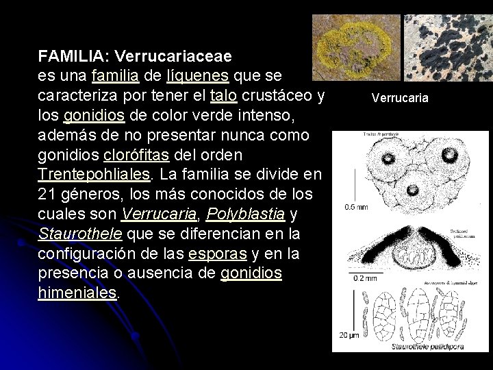 FAMILIA: Verrucariaceae es una familia de líquenes que se caracteriza por tener el talo