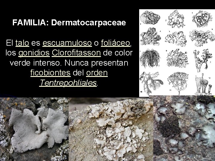 FAMILIA: Dermatocarpaceae El talo es escuamuloso o foliáceo, los gonidios Clorofitasson de color verde