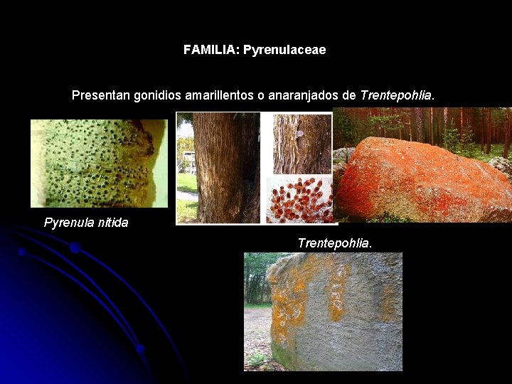 FAMILIA: Pyrenulaceae Presentan gonidios amarillentos o anaranjados de Trentepohlia. Pyrenula nitida Trentepohlia. 