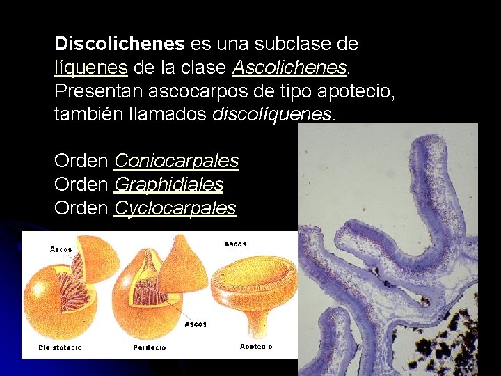 Discolichenes es una subclase de líquenes de la clase Ascolichenes. Presentan ascocarpos de tipo