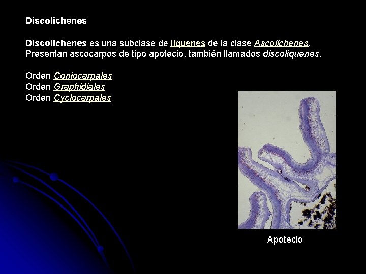 Discolichenes es una subclase de líquenes de la clase Ascolichenes. Presentan ascocarpos de tipo