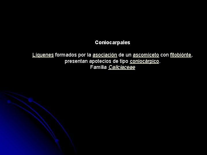 Coniocarpales Líquenes formados por la asociación de un ascomiceto con fitobiónte, presentan apotecios de