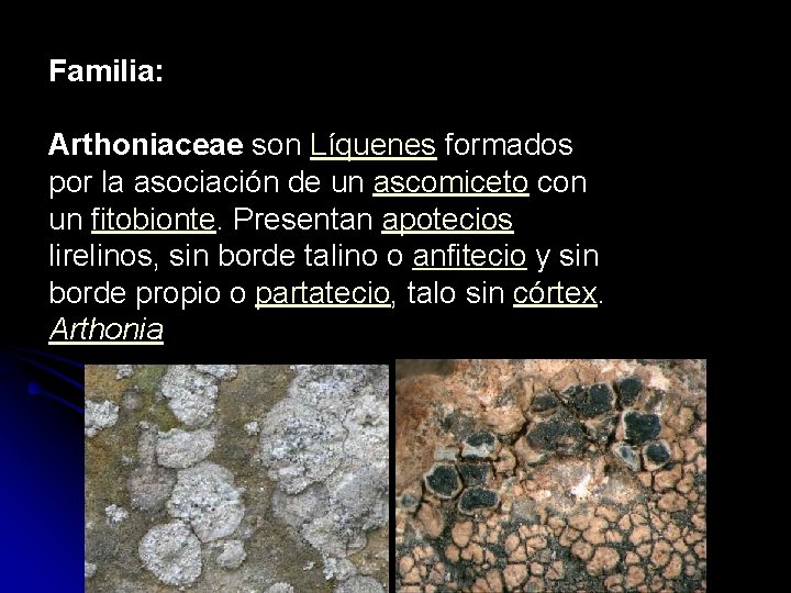 Familia: Arthoniaceae son Líquenes formados por la asociación de un ascomiceto con un fitobionte.