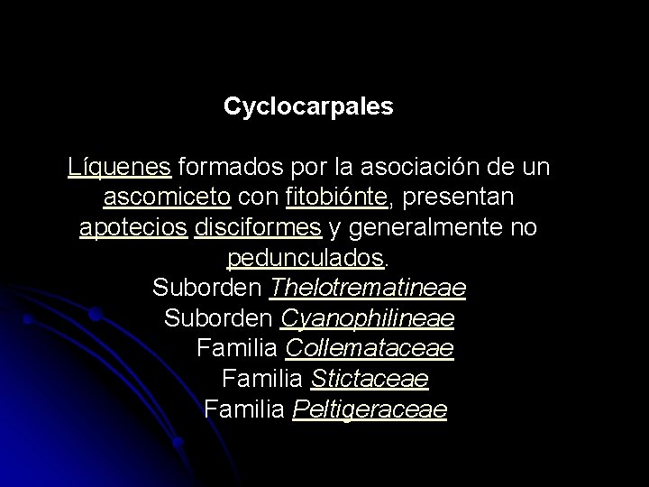 Cyclocarpales Líquenes formados por la asociación de un ascomiceto con fitobiónte, presentan apotecios disciformes