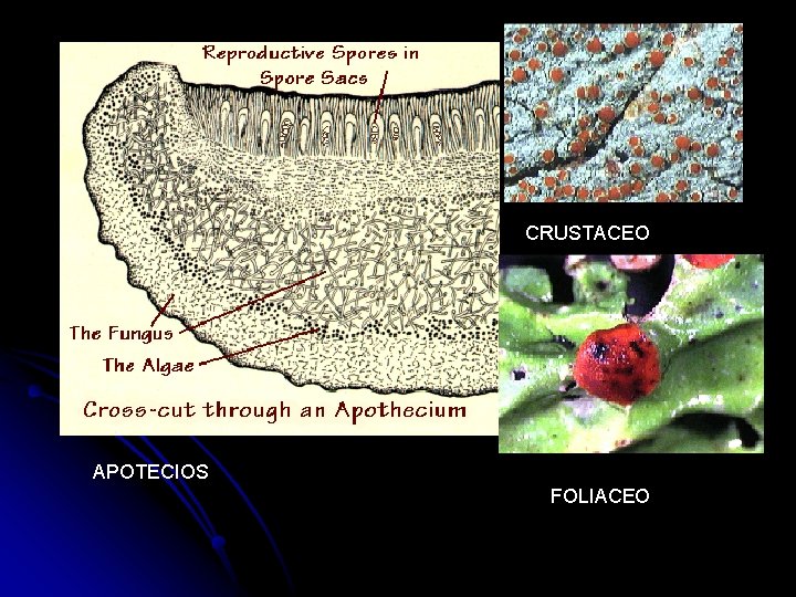 CRUSTACEO APOTECIOS FOLIACEO 