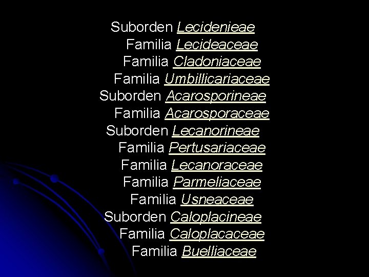 Suborden Lecidenieae Familia Lecideaceae Familia Cladoniaceae Familia Umbillicariaceae Suborden Acarosporineae Familia Acarosporaceae Suborden Lecanorineae