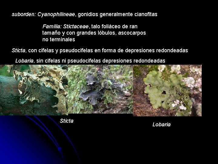 suborden: Cyanophilineae, gonidios generalmente cianofitas Familia: Stictaceae, talo foliáceo de ran tamaño y con