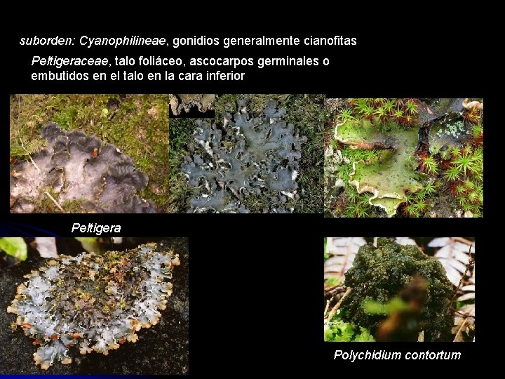 suborden: Cyanophilineae, gonidios generalmente cianofitas Peltigeraceae, talo foliáceo, ascocarpos germinales o embutidos en el