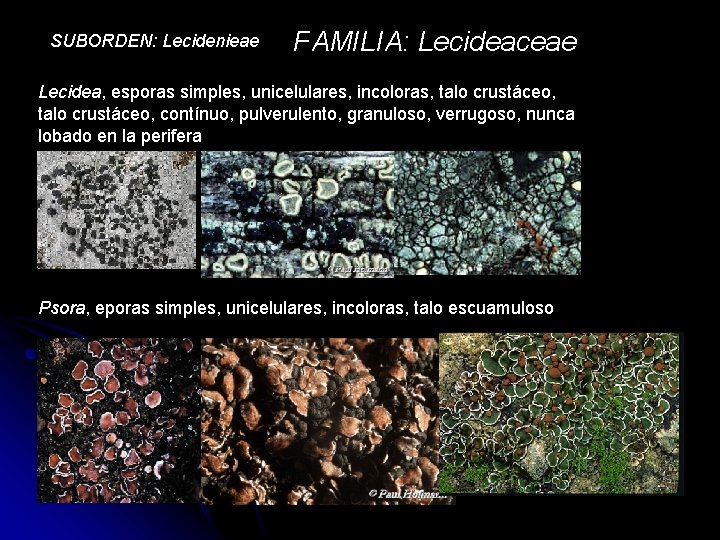 SUBORDEN: Lecidenieae FAMILIA: Lecideaceae Lecidea, esporas simples, unicelulares, incoloras, talo crustáceo, contínuo, pulverulento, granuloso,