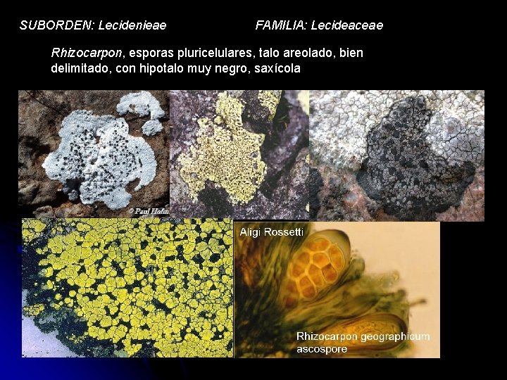SUBORDEN: Lecidenieae FAMILIA: Lecideaceae Rhizocarpon, esporas pluricelulares, talo areolado, bien delimitado, con hipotalo muy