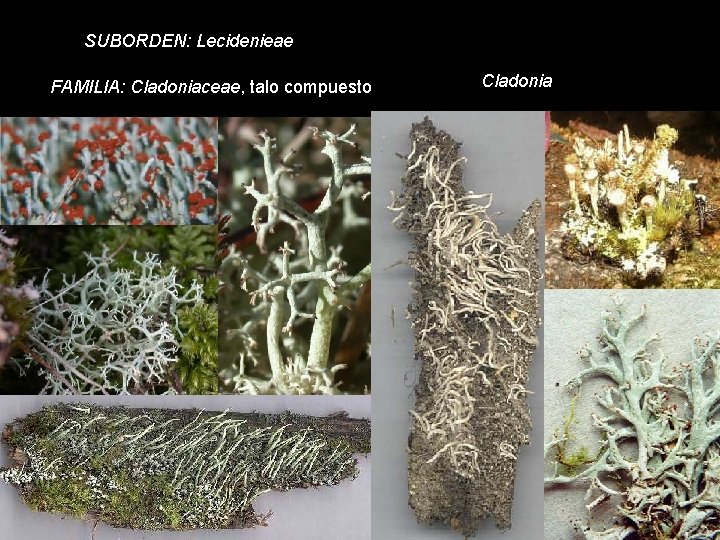 SUBORDEN: Lecidenieae FAMILIA: Cladoniaceae, talo compuesto Cladonia 