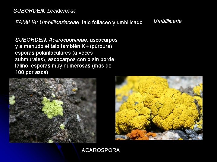 SUBORDEN: Lecidenieae FAMILIA: Umbillicariaceae, talo foliáceo y umbilicado SUBORDEN: Acarosporineae, ascocarpos y a menudo