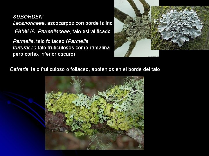 SUBORDEN: Lecanorineae, ascocarpos con borde talino FAMILIA: Parmeliaceae, talo estratificado Parmelia, talo folíaceo (Parmelia