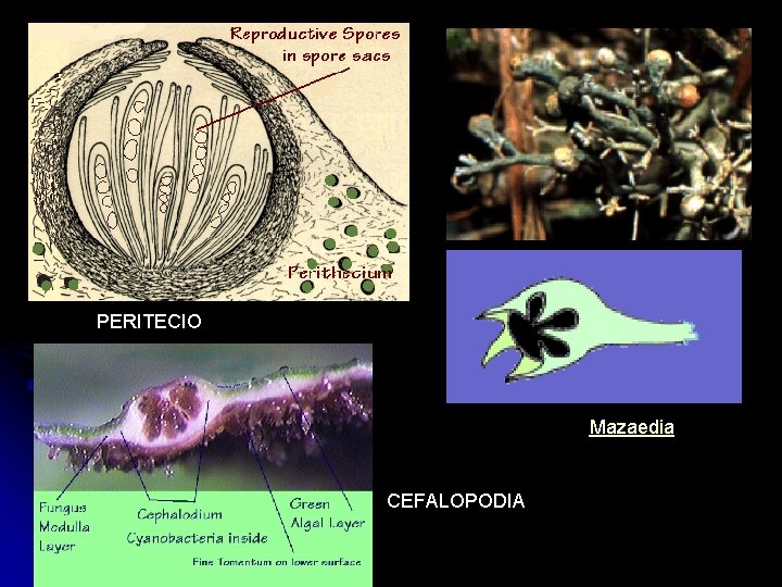 PERITECIO Mazaedia CEFALOPODIA 