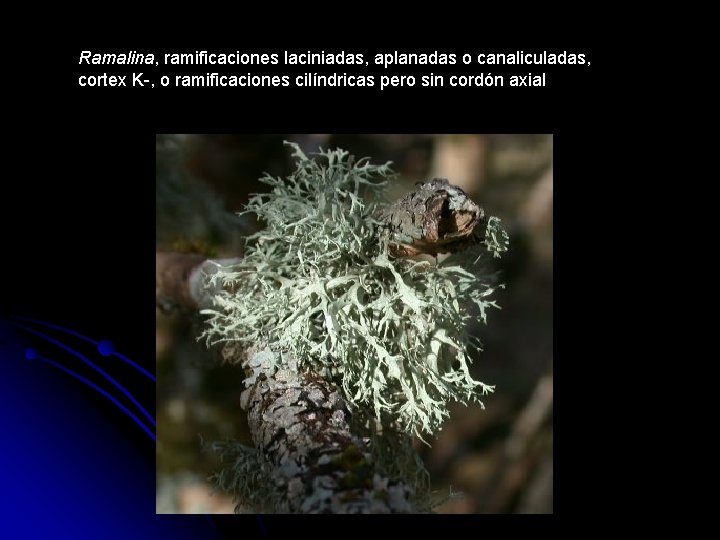 Ramalina, ramificaciones laciniadas, aplanadas o canaliculadas, cortex K-, o ramificaciones cilíndricas pero sin cordón