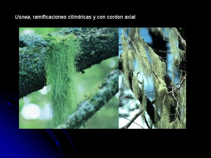 Usnea, ramificaciones cilíndricas y con cordon axial 