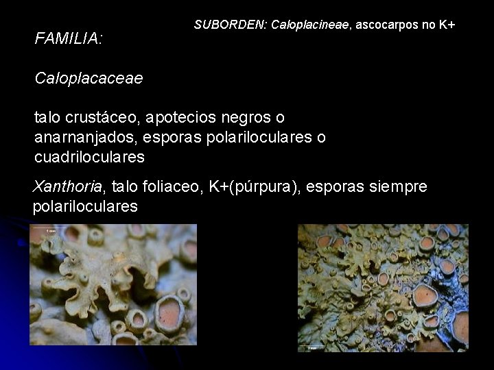 FAMILIA: SUBORDEN: Caloplacineae, ascocarpos no K+ Caloplacaceae talo crustáceo, apotecios negros o anarnanjados, esporas