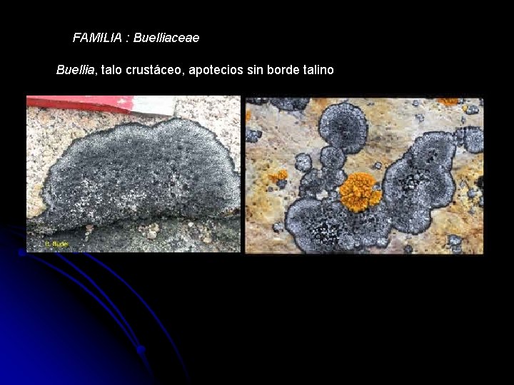 FAMILIA : Buelliaceae Buellia, talo crustáceo, apotecios sin borde talino 