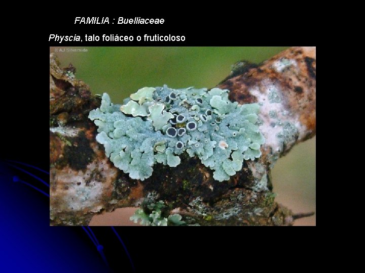 FAMILIA : Buelliaceae Physcia, talo foliáceo o fruticoloso 
