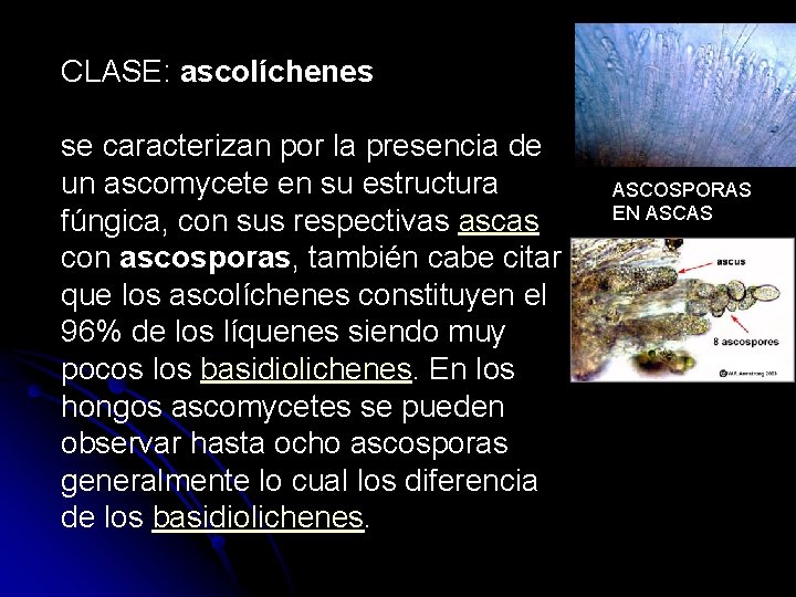 CLASE: ascolíchenes se caracterizan por la presencia de un ascomycete en su estructura fúngica,