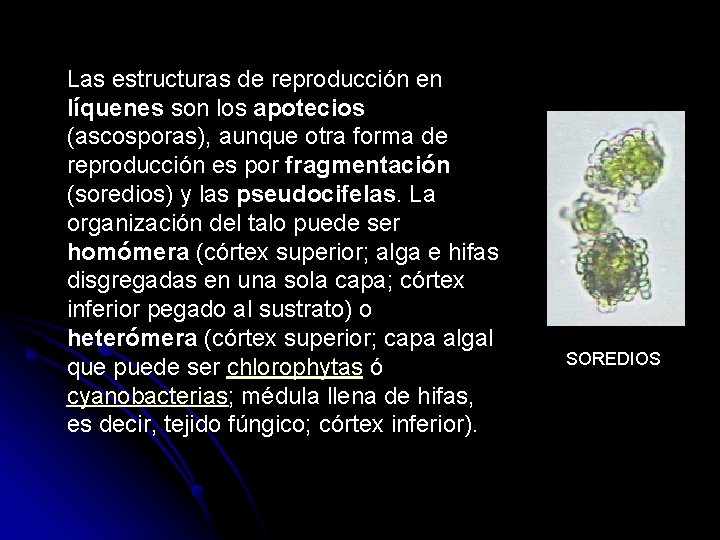 Las estructuras de reproducción en líquenes son los apotecios (ascosporas), aunque otra forma de