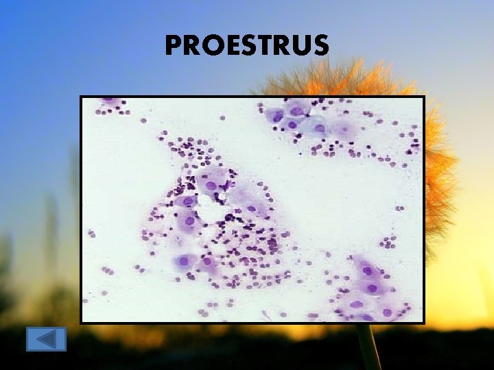 PROESTRUS 