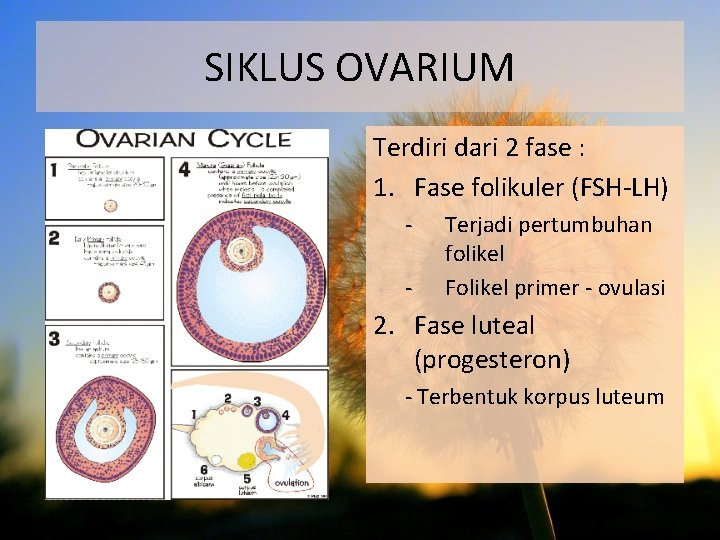 SIKLUS OVARIUM Terdiri dari 2 fase : 1. Fase folikuler (FSH-LH) - Terjadi pertumbuhan