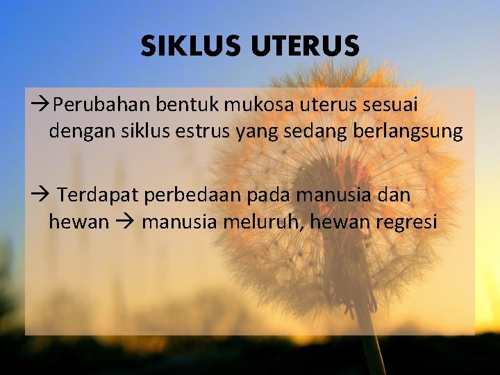 SIKLUS UTERUS Perubahan bentuk mukosa uterus sesuai dengan siklus estrus yang sedang berlangsung Terdapat