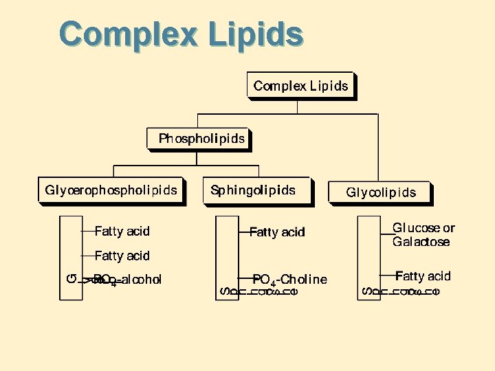 Complex Lipids 
