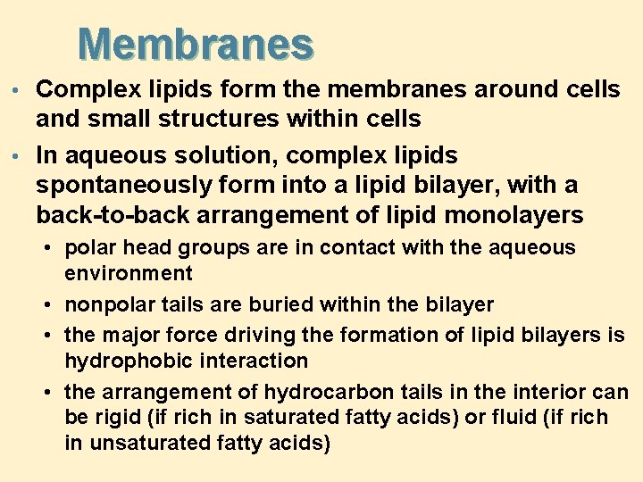 Membranes • Complex lipids form the membranes around cells and small structures within cells