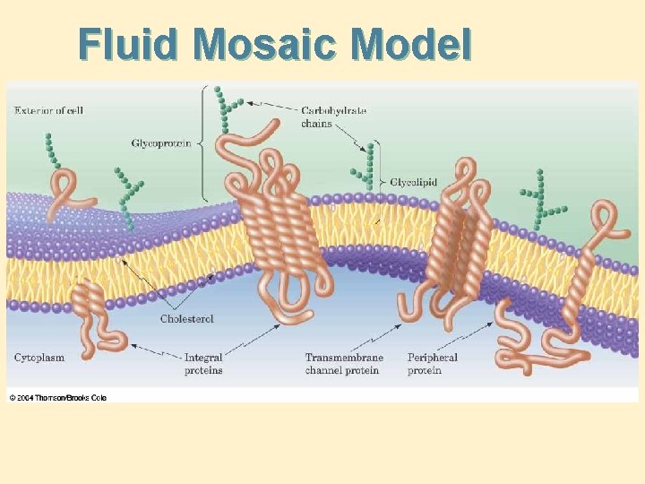 Fluid Mosaic Model 