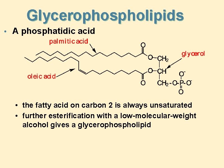 Glycerophospholipids • A phosphatidic acid • the fatty acid on carbon 2 is always