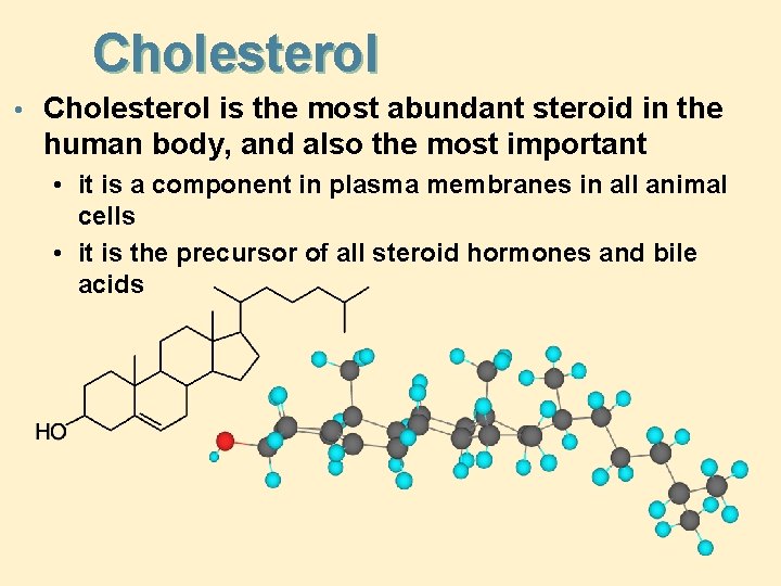 Cholesterol • Cholesterol is the most abundant steroid in the human body, and also