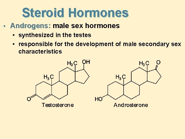 Steroid Hormones • Androgens: male sex hormones • synthesized in the testes • responsible