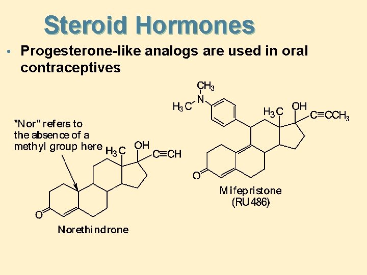 Steroid Hormones • Progesterone-like analogs are used in oral contraceptives 