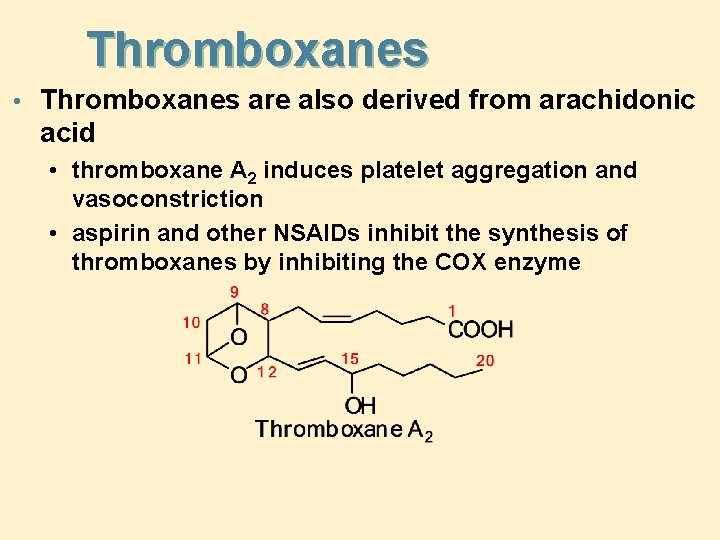 Thromboxanes • Thromboxanes are also derived from arachidonic acid • thromboxane A 2 induces