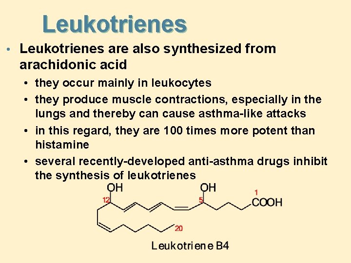 Leukotrienes • Leukotrienes are also synthesized from arachidonic acid • they occur mainly in